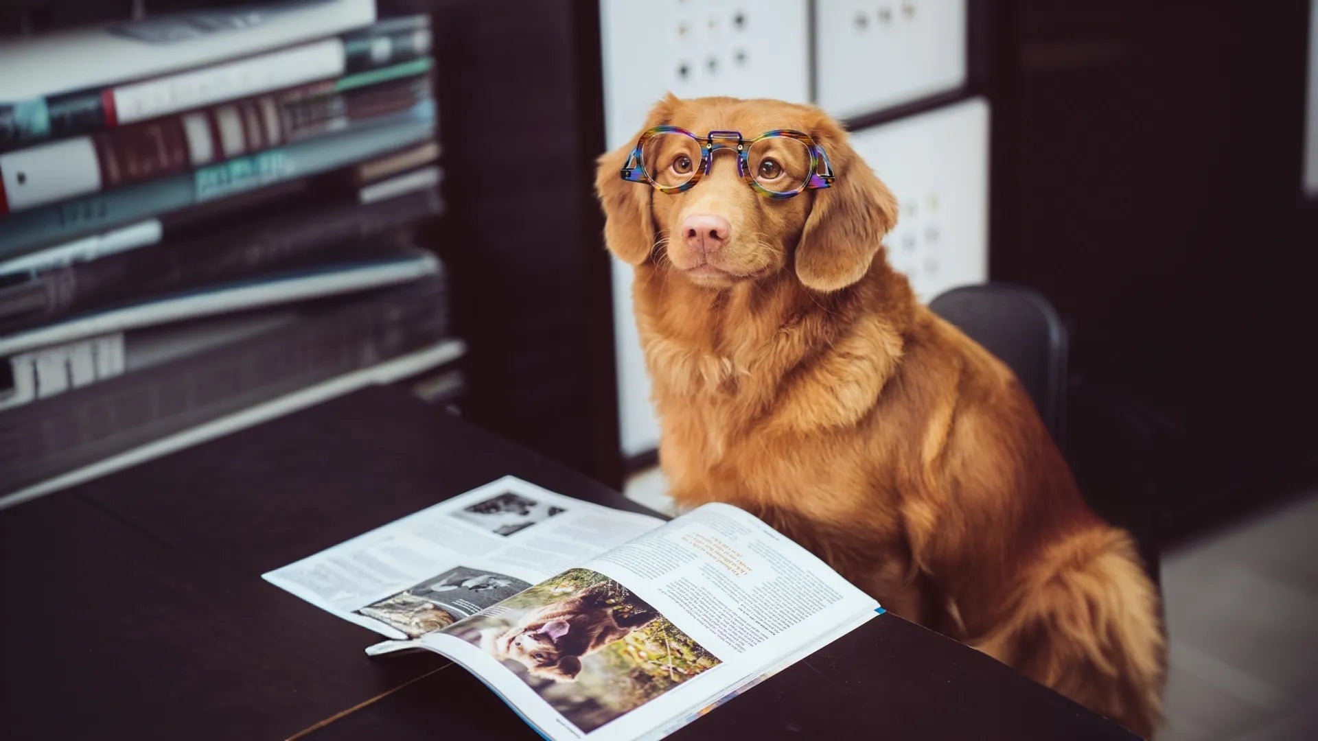 Golden retriever wearing colorful VoyueLens™ glasses while reading a magazine in a stylish office setting
