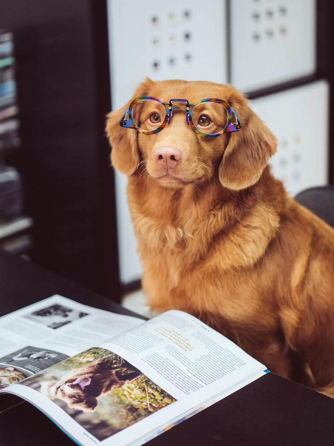 Funny pet model wearing VoyueLens™ Rainbow Tortoise colorful geometric eyeglasses
